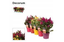 Celosia argentea mix decorum + etiket (5x2)