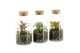 Arrangementen kamerplanten 90478: Terrarium 