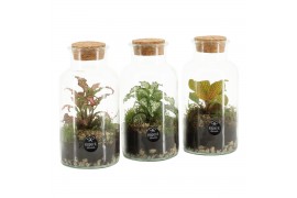 Arrangementen kamerplanten 90478: Terrarium