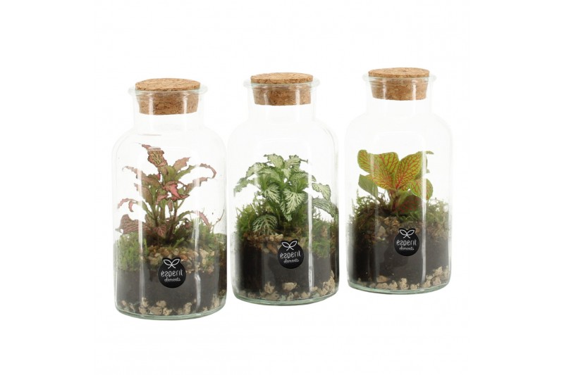Arrangementen kamerplanten 90478: Terrarium 
