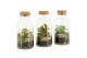 Arrangementen kamerplanten 90478: Terrarium 