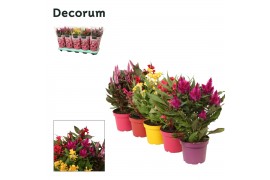 Celosia argentea mix decorum + hoes (5x2)