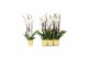 Phalaenopsis anthura madrid 3 tak - 22+ bloemen geel keramiek 