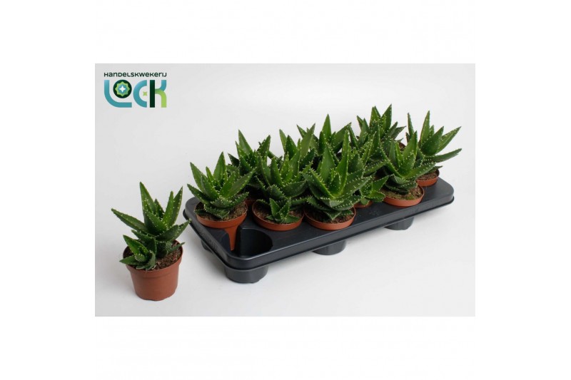 Aloe perfoliata Aloë Mitriformis (Perfoliata) 