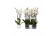Phalaenopsis white world 3 tak - 18+ bloemen mix keramiek 
