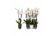 Phalaenopsis white world 3 tak - 18+ bloemen mix keramiek 