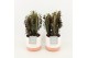 Euphorbia trigona rubra in milou keramiek 