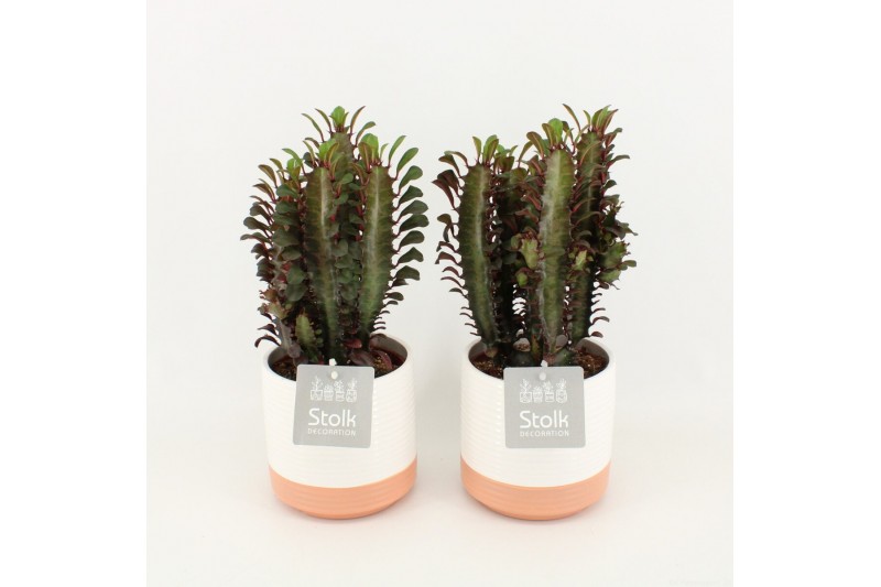 Euphorbia trigona rubra in milou keramiek 