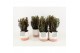 Euphorbia trigona rubra in milou keramiek 