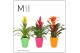 Bromelia mix Florence keramiek - Cupcake mix 