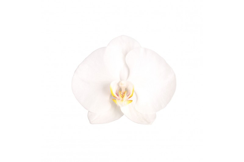 Phalaenopsis white world 3 tak - 18+ bloemen geel keramiek Phalaenopsis white world 3 tak - 18+ bloemen geel keramiek