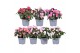 Rhododendron simsii hellmut vogel mix Azalea Vogel gemengd 10.5cm 17 c 