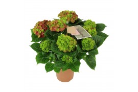 Hydrangea macr. saxon schloss wackerbarth rood 7-8 bloem