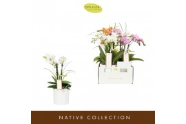 Phalaenopsis multiflora mix Botanico Nolina mix 3spike in white Toscan