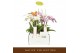 Phalaenopsis multiflora mix Botanico Nolina mix 3spike in white Toscan 