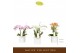 Phalaenopsis multiflora mix Botanico Nolina mix 3spike in white Toscan 