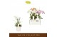 Phalaenopsis multiflora mix Botanico Nolina Mix 3 spike in Lazio White 