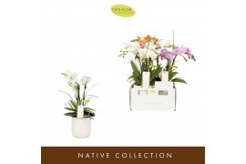 Phalaenopsis multiflora mix Botanico Nolina Mix 3 spike in Lazio White