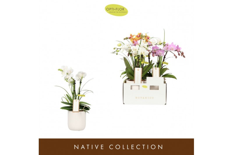 Phalaenopsis multiflora mix Botanico Nolina Mix 3 spike in Lazio White 