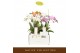 Phalaenopsis multiflora mix Botanico Nolina Mix 3 spike in Lazio White 