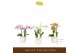 Phalaenopsis multiflora mix Botanico Nolina Mix 3 spike in Lazio White 