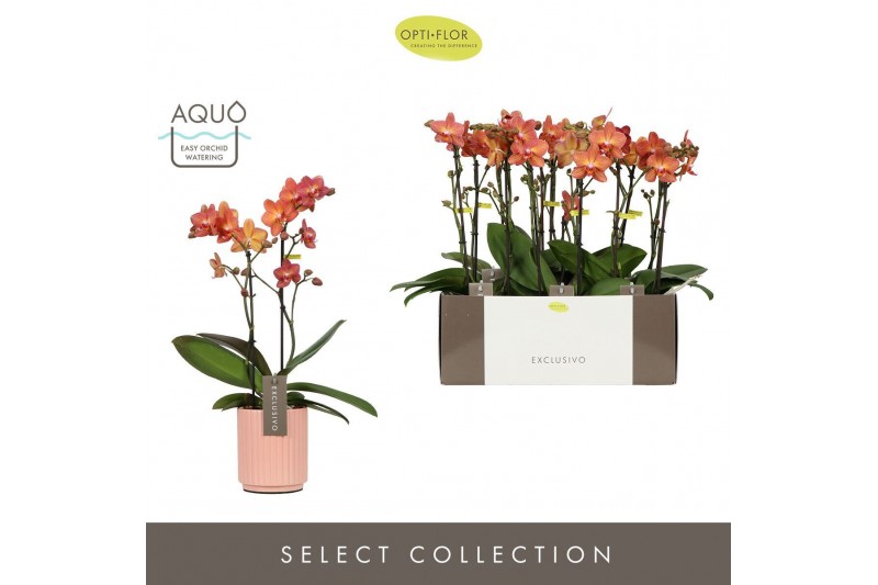 Phalaenopsis multiflora oranje Exclusivo Eos 2 spike in Molise Salmon  