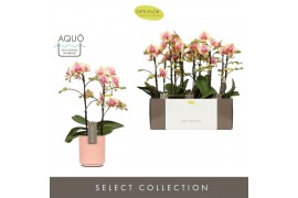 Phalaenopsis multiflora geel Exclusivo Belle Helene 2 spike in Molise 