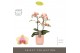 Phalaenopsis multiflora geel Exclusivo Belle Helene 2 spike in Molise  