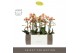 Phalaenopsis multiflora geel Exclusivo Belle Helene 2 spike in Molise  