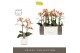 Phalaenopsis multiflora geel Exclusivo Belle Helene 2 spike in Molise  