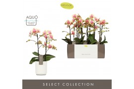 Phalaenopsis multiflora geel Exclusivo Belle Helene 2 spike in Molise 