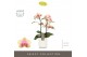 Phalaenopsis multiflora geel Exclusivo Belle Helene 2 spike in Molise  