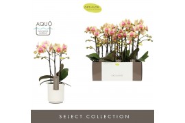 Phalaenopsis multiflora geel Exclusivo Belle Helene 3 spike in Molise 