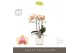 Phalaenopsis multiflora geel Exclusivo Belle Helene 3 spike in Molise  