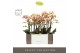 Phalaenopsis multiflora geel Exclusivo Belle Helene 3 spike in Molise  