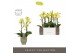 Phalaenopsis multiflora anthura arezzo Exclusivo - Arezzo - 2 tak - Em 