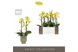 Phalaenopsis multiflora anthura arezzo Exclusivo - Arezzo - 2 tak - Em