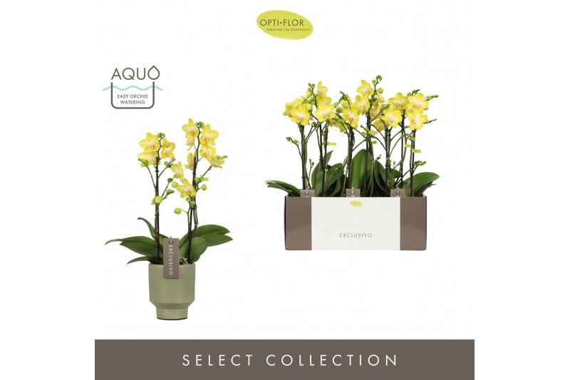 Phalaenopsis multiflora anthura arezzo Exclusivo - Arezzo - 2 tak - Em 
