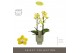 Phalaenopsis multiflora anthura arezzo Exclusivo - Arezzo - 2 tak - Em 