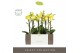 Phalaenopsis multiflora anthura arezzo Exclusivo - Arezzo - 2 tak - Em 