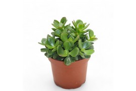 Crassula ovata minor