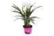 Curcuma alismatifolia siam sisto Curcuma Siam Sisto 12 cm 2 bl. 