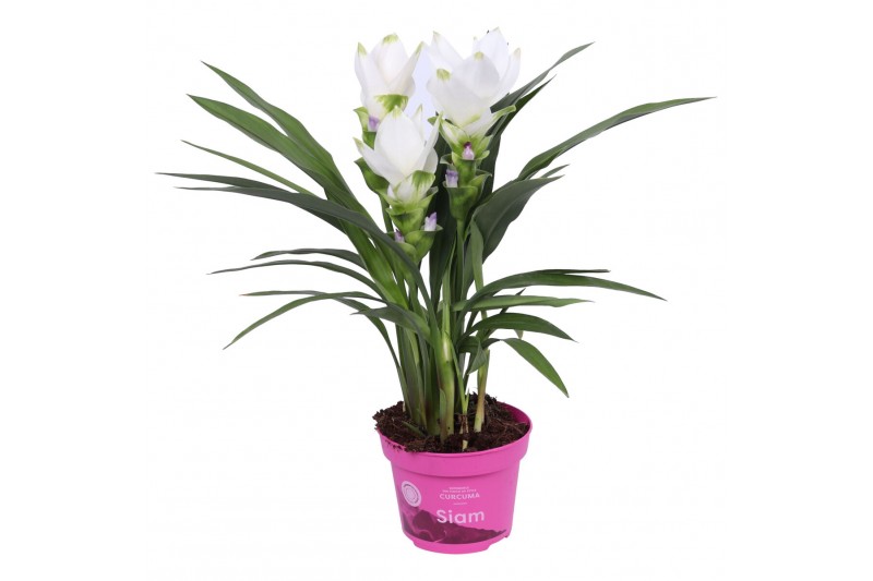 Curcuma alismatifolia siam sisto Curcuma Siam Sisto 12 cm 2 bl. 