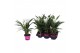Curcuma alismatifolia siam sisto Curcuma Siam Sisto 12 cm 2 bl. 