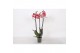 Phalaenopsis anthura narbonne 3 tak - 22+ bloemen 