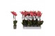 Phalaenopsis anthura narbonne 3 tak - 22+ bloemen 