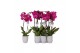 Phalaenopsis floriclone joyride 2 tak - 18+ bloemen 