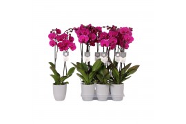 Phalaenopsis floriclone joyride 2 tak - 18+ bloemen