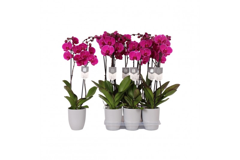 Phalaenopsis floriclone joyride 2 tak - 18+ bloemen 