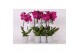 Phalaenopsis floriclone joyride 2 tak - 18+ bloemen 